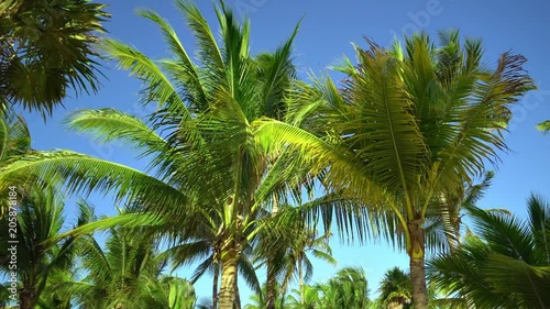 Wallpaper Mural Leaves of coconut palms fluttering in the wind against blue sky. Bottom view. Bright sunny day. Riviera Maya Mexico. Torontodigital.ca