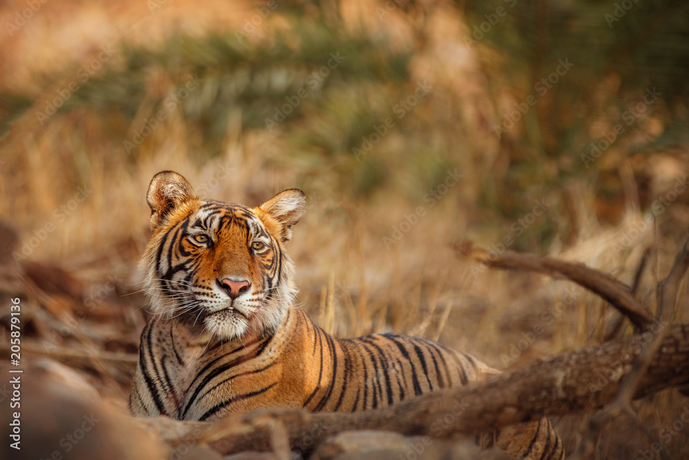 Fototapeta premium Piękna tygrysica w naturalnym środowisku. Odpoczynek tygrysa w złotym czasie. Scena przyrody z niebezpieczeństwem zwierząt. Gorące lato w Indiach. Suchy teren z pięknym indyjskim tygrysem, Panthera tigris