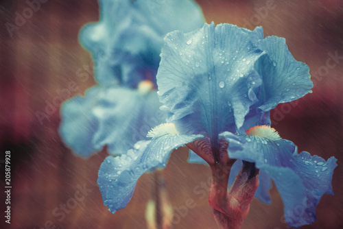 Fototapeta Naklejka Na Ścianę i Meble -  colorful iris flower with rainy drops on leafs