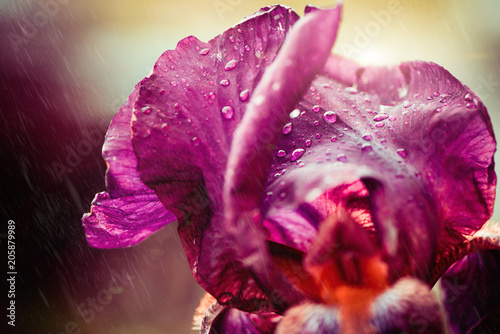 Fototapeta Naklejka Na Ścianę i Meble -  colorful iris flower with rainy drops on leafs