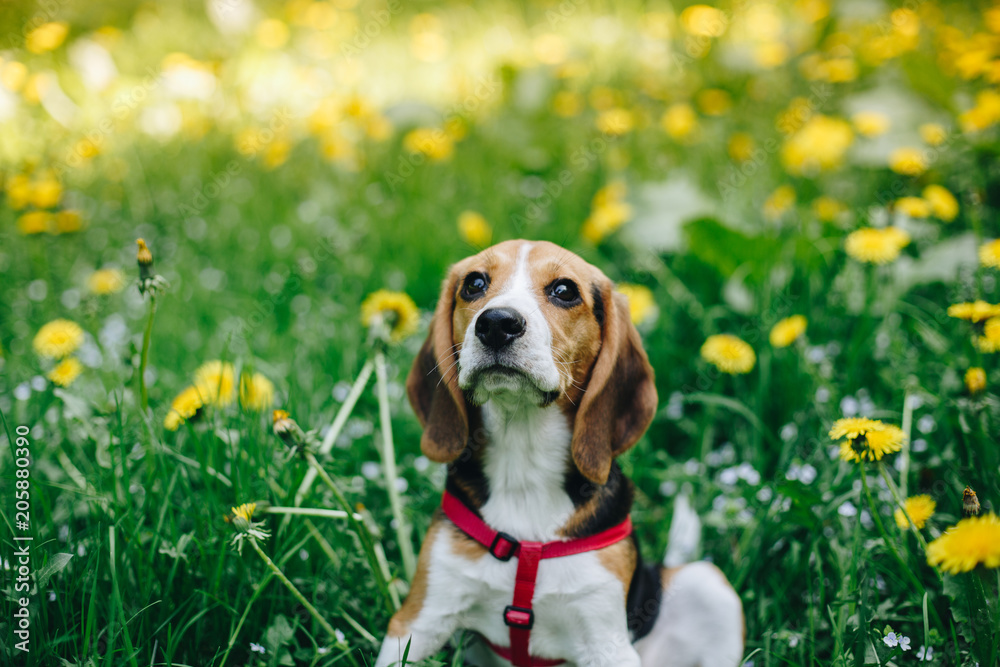 Portrait of an adorable beagle dog sitting in the green grass in the park. Dog on the green meadow with yellow flowers. Outdoors, sunny day