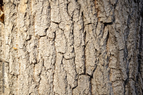 the texture of the bark of a poplar grey