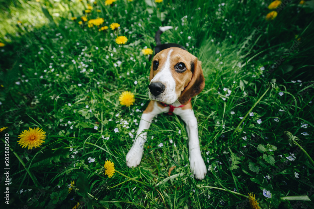 Top view shot of cute little beagle dog lying on the green grass with yellow flowers on the meadow in the park.
