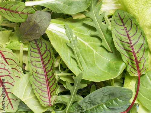 Fresh spinach leaves and green arugula salad rocket  arugula Green natural background.