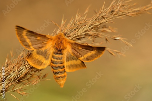 Colorful species of moth (Lemonia dumi) sitting on the dry grass. Orange and brown moth photo