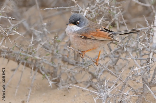 Spectacled Warbler - Sylvia conspicillata photo