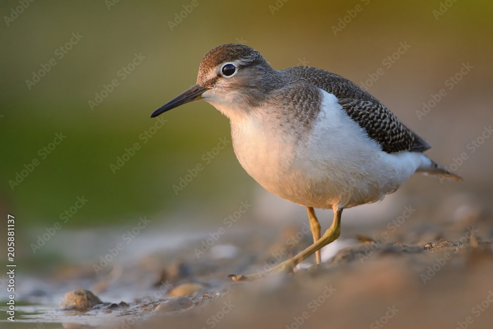 Common Sandpiper - Actitis hypoleucos on the shore Common Sandpiper - Actitis hypoleucos on the shore