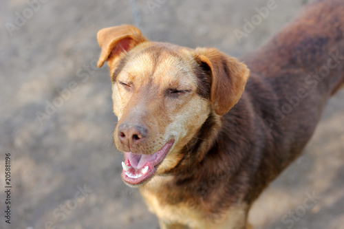 Fototapeta Naklejka Na Ścianę i Meble -  Brown dog close-up. Puppy on the street