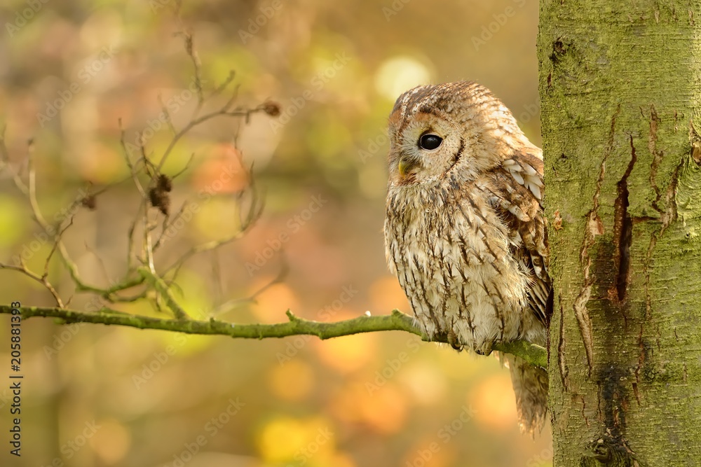 Tawny Owl (Strix aluco) sitting on the branch in autumn Tawny Owl (Strix aluco) sitting on the branch in autumn
