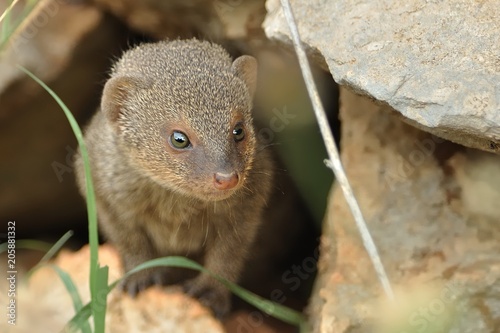 Indian Mongoose - Herpestes auropunctatus - Island Korcula, Croatia photo