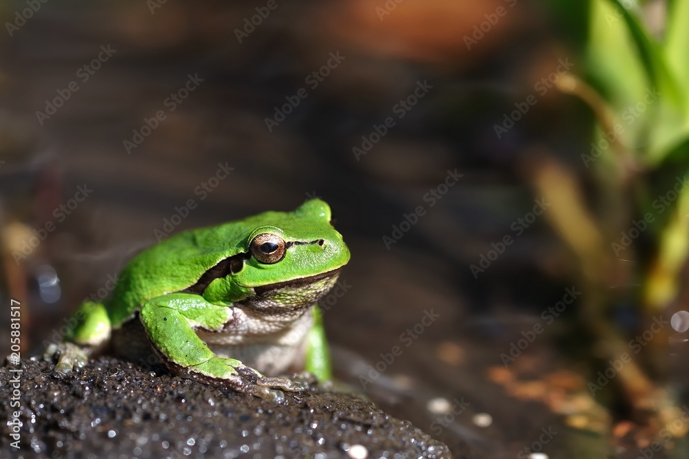 European Treefrog - Hyla arborea in the small pond