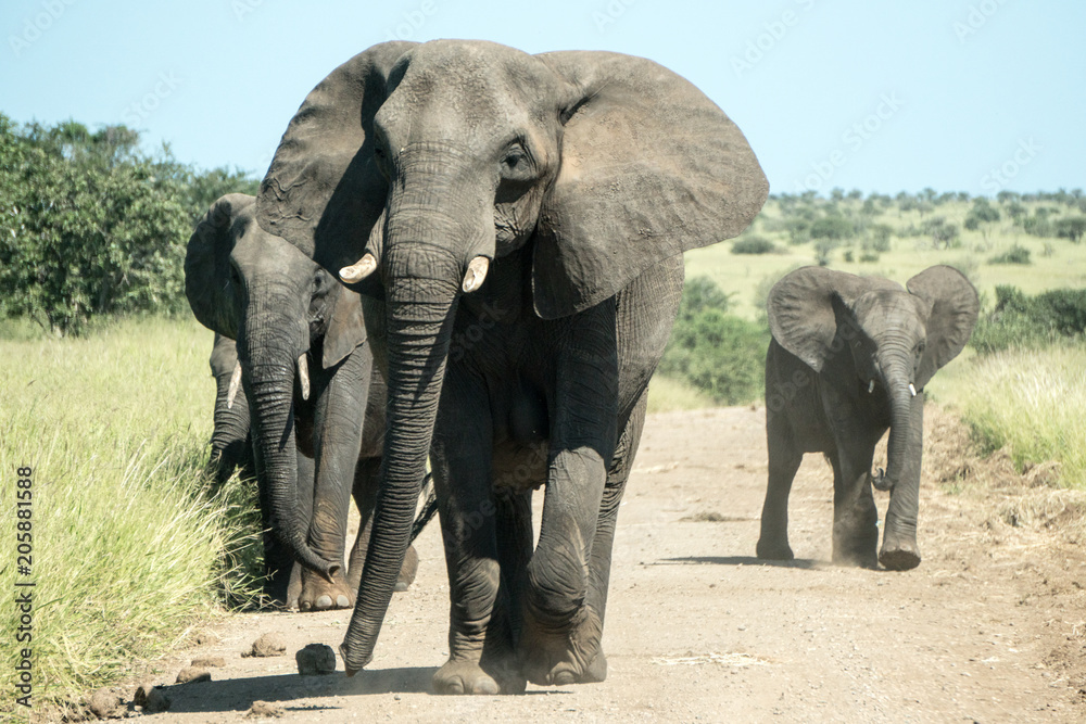 Mother elephant protecting babies