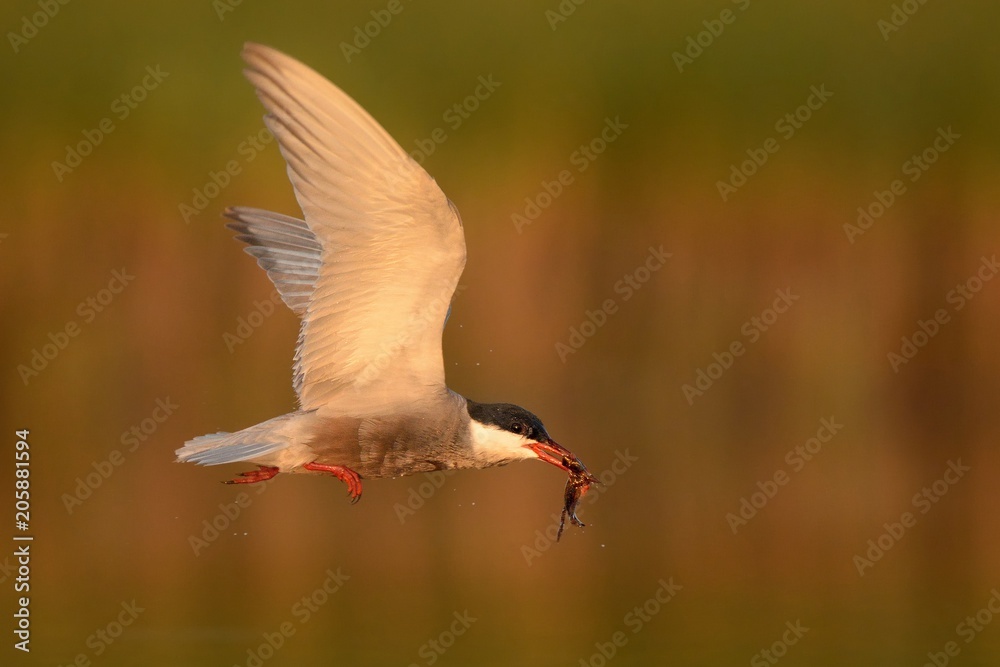 Obraz premium Whiskered Tern (Chlidonias hybrida) captured in flight with hunted frog