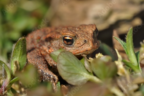 European Toad - Bufo bufo near the water during spring