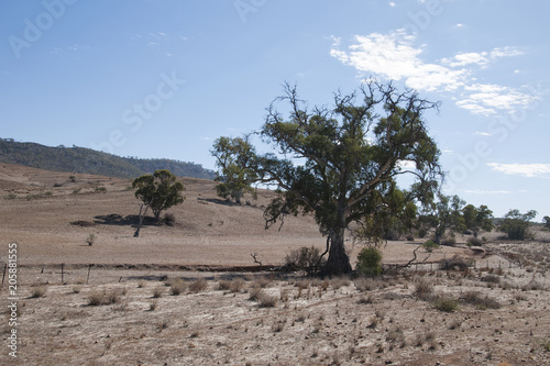 Quorn South Australia, Eucalyptus tree with bare paddock in background