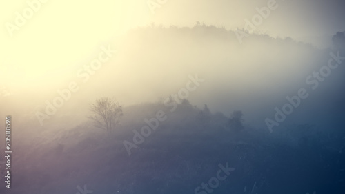 Landscape of forest mountains among mist