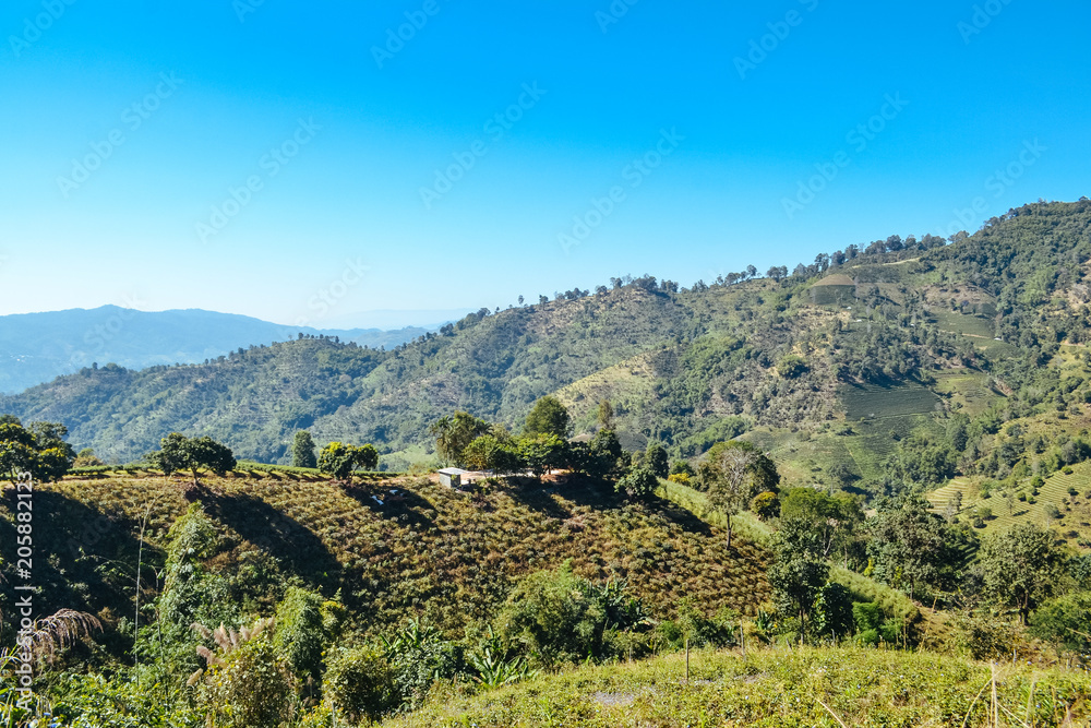 Landscape of forest and mountain with blue sky