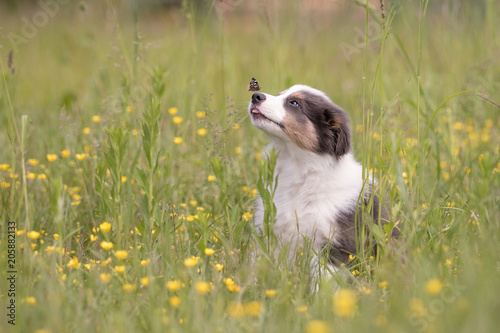 Border Collie Welpe mit Schmetterling