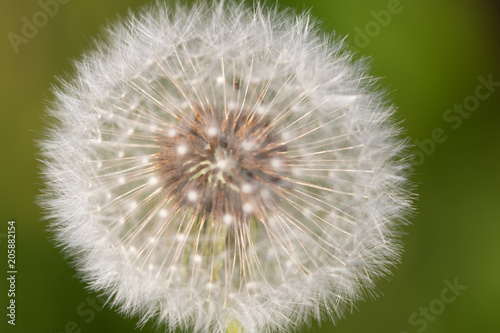 Isolated blowball in spring in the garden