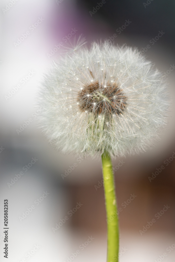 Isolated blowball of a dandelion in the garden 