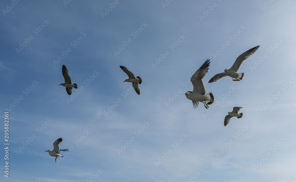 Flying seagulls over blue sky.