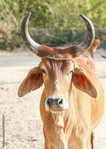 Face of Asian Cow in Farmland