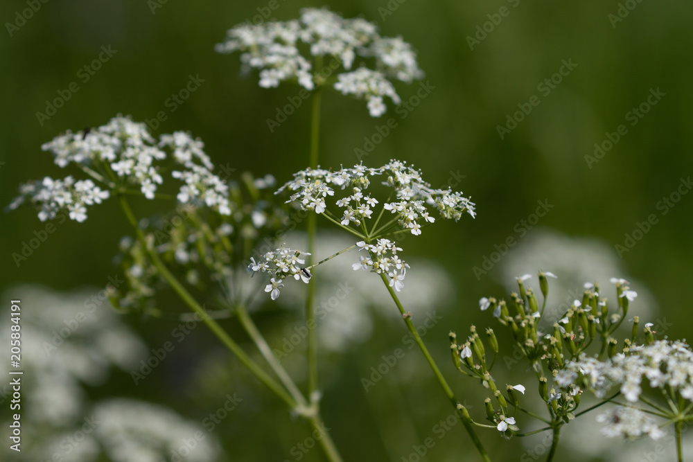White blooming flower in a uncutted high meadow in spring White blooming flower in a uncutted high meadow in spring