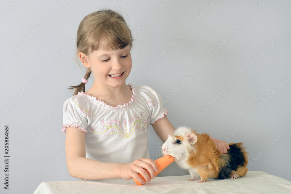 little girl feeds a Guinea pig with carrots. Care of Pets. little girl feeds a Guinea pig with carrots. Care of Pets.