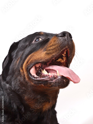 Fototapeta Naklejka Na Ścianę i Meble -  dog breed Rottweiler portrait in profile on white background