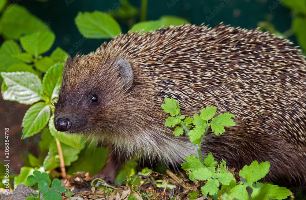 Adult hedgehog in the thickets of various plants. Selective focus. Adult hedgehog in the thickets of various plants. Selective focus.