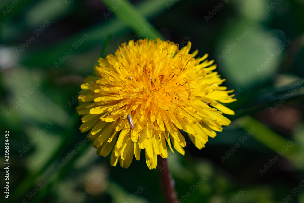 Yellow blossom of a dandelion in spring Yellow blossom of a dandelion in spring