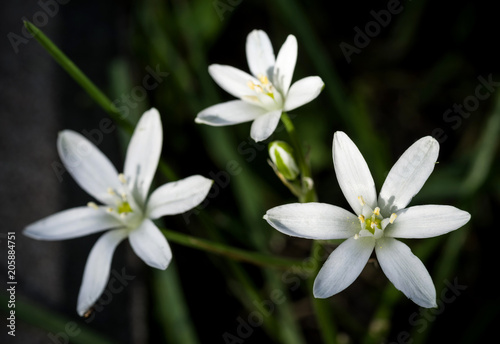 Three flowers St Bernard's lily, illuminated by the sun. Selective focus.