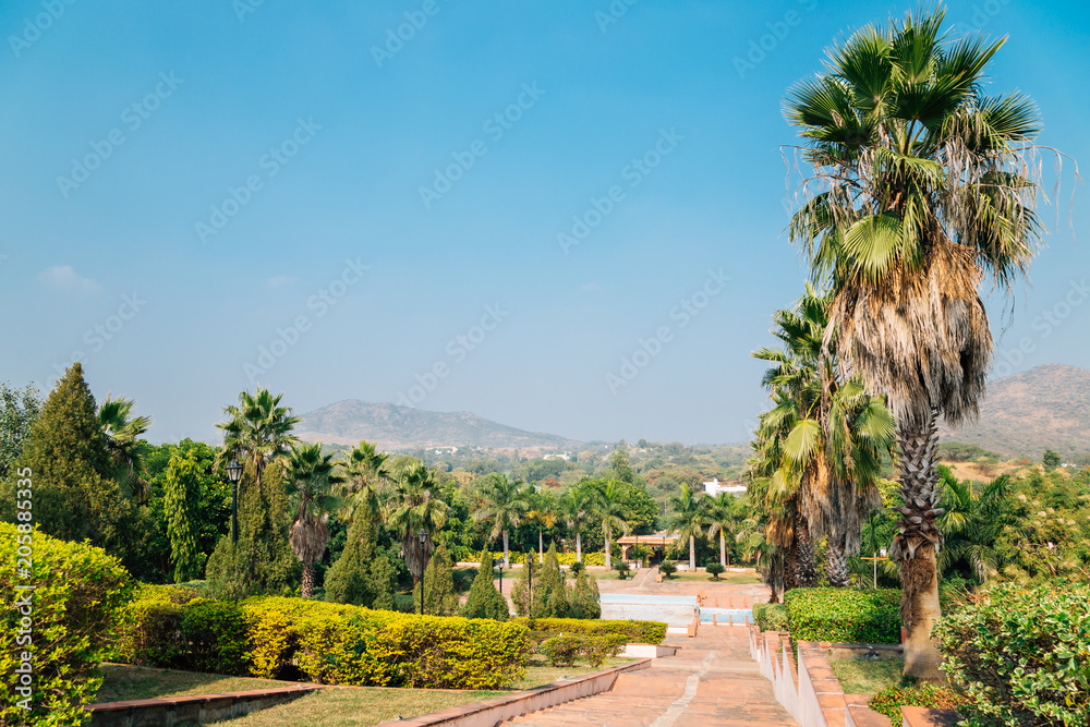 Palm trees at Rajiv Gandhi Park in Udaipur, India