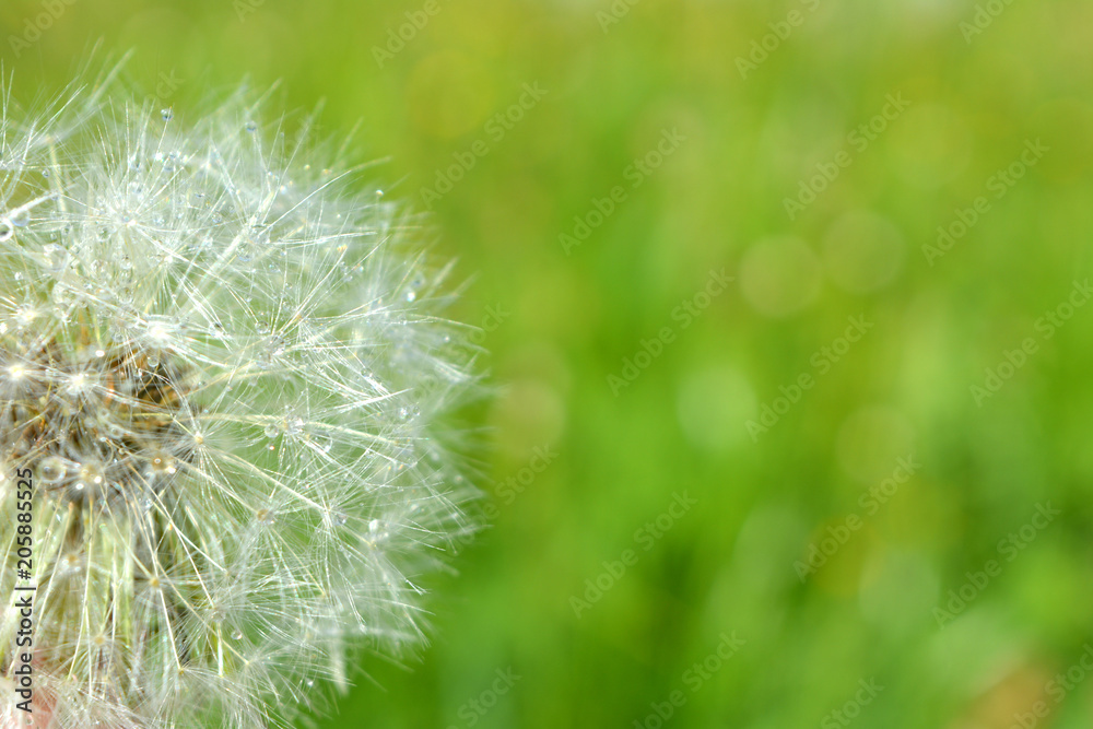 Obraz premium white radiant dandelion flower with drops of water after a rain on a background of green meadow.bright fresh natural composition. macro