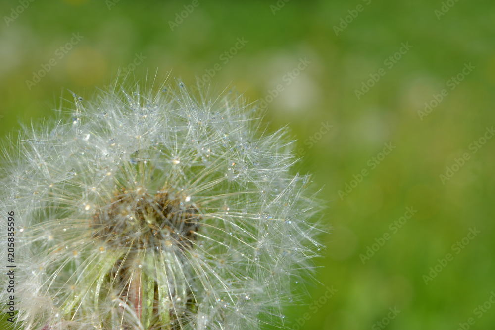 white radiant dandelion flower with drops of water after a rain on a background of green meadow.bright fresh natural composition. macro white radiant dandelion flower with drops of water after a rain on a background of green meadow.bright fresh natural composition. macro