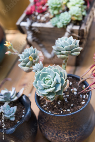 Closeup of succulent plants