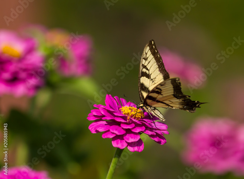 Swallowtail Butterfly on a Bright Pink Flower © Marcia Straub 