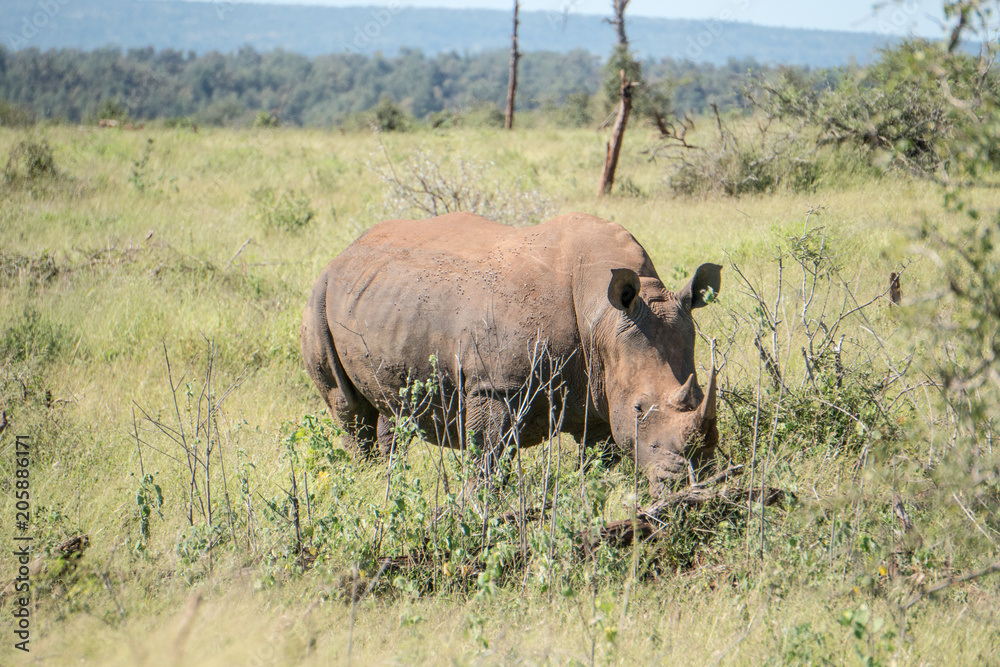 Obraz premium Rhino Coming Closer