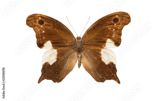 butterfly Neorina lowii