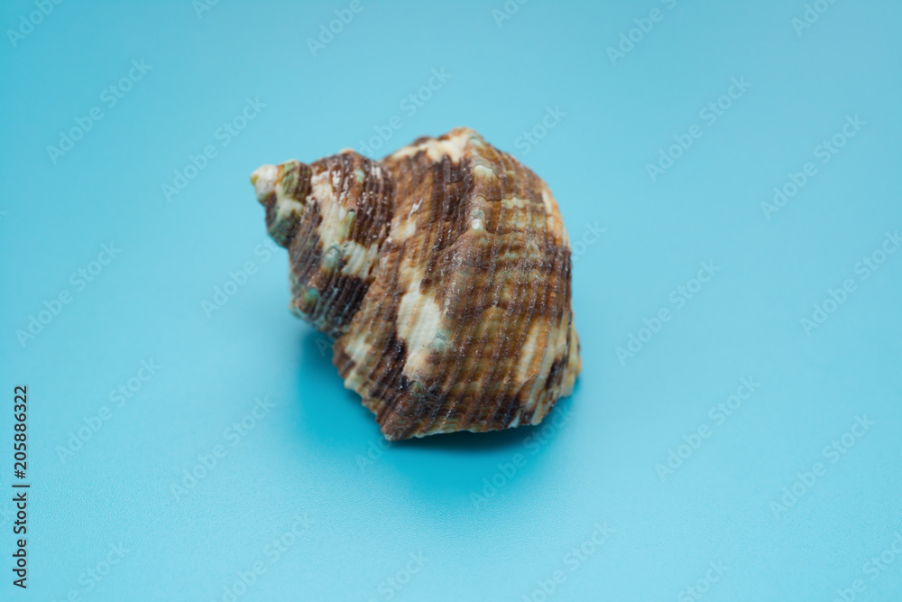 side veiw conch shell on a blue background side veiw conch shell on a blue background