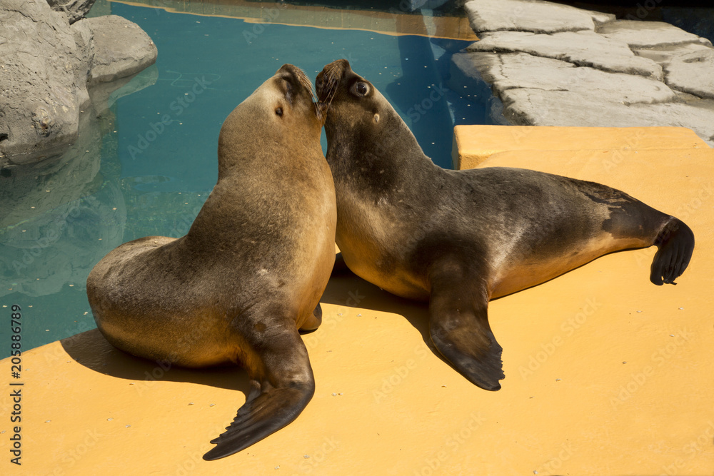 Obraz premium South American sea lion, southern sea lion, Patagonian sea lion (Otaria flavescens, formerly Otaria byronia).