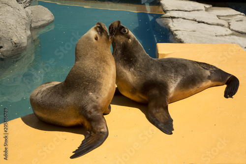 South American sea lion, southern sea lion, Patagonian sea lion (Otaria flavescens, formerly Otaria byronia).