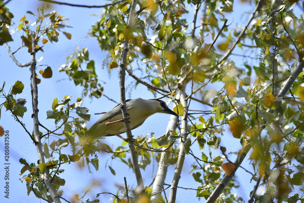 Grey herons nest tree