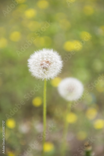 Beautiful dandelions