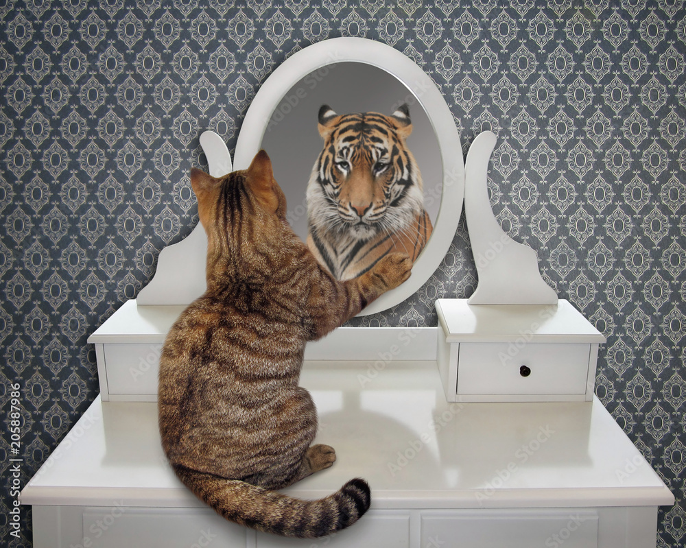 Fototapeta premium Kot patrzy na swoje odbicie w lustrze. Widzi tam tygrysa.