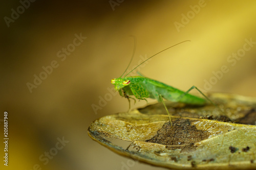Image of green mantis(Hierodula patellifera) on leaves. Insect, Animal. © yod67