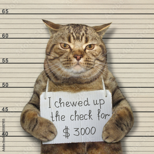 The bad cat chewed up the check for 3000 dollars. He was arrested for it.