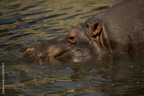 Common hippopotamus (Hippopotamus amphibius).
