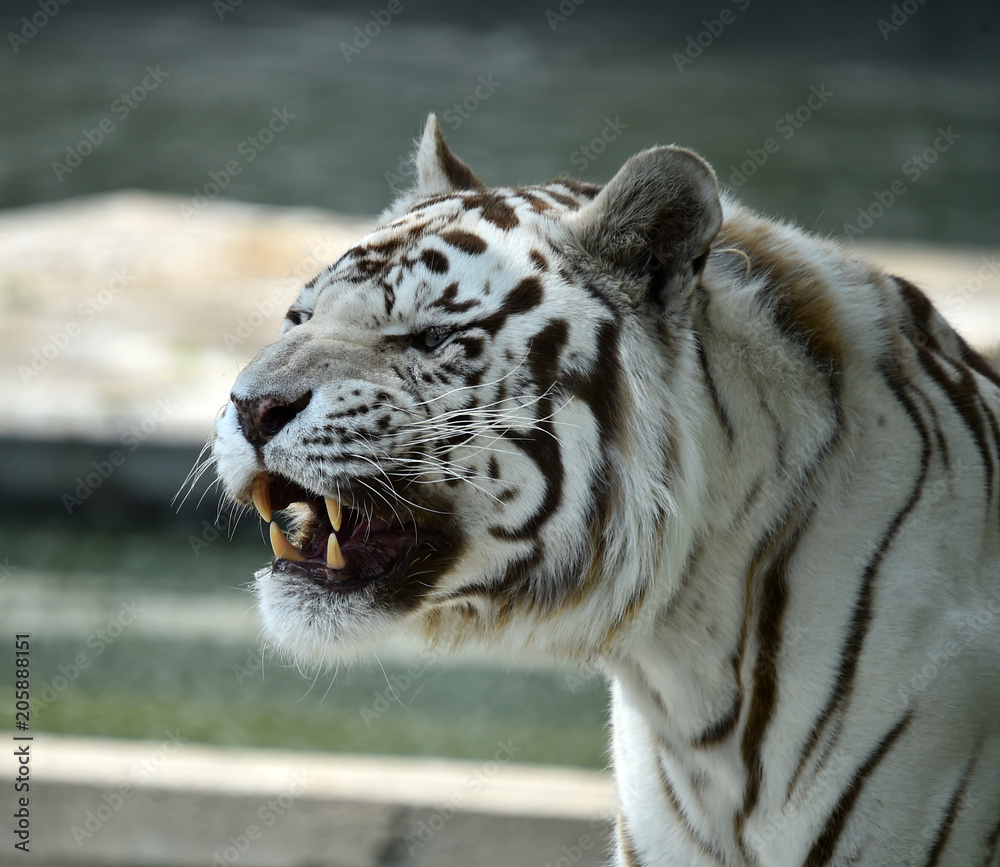 bengal tiger