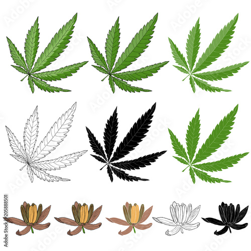 Cannabis leaf and flower in colors, black and white. Illustration for emblem herbal tea and health shop.